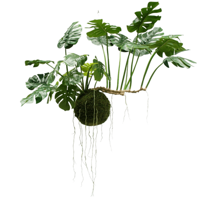 Grandes plantes suspendues