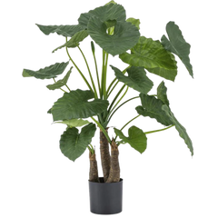 Alocasia artificiels