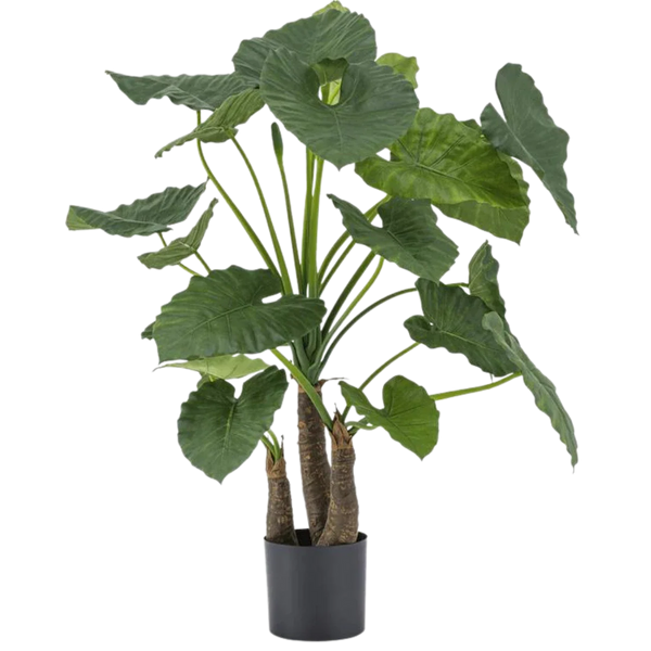 Alocasia artificiels