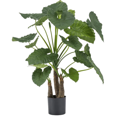 Alocasia artificiels