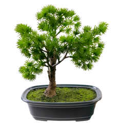 Bonsai Artificiel