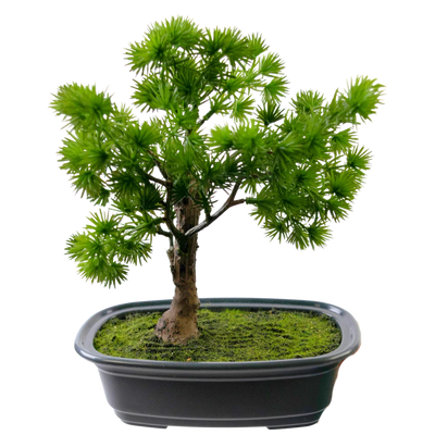 Bonsai Artificiel