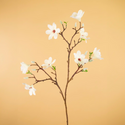 magnoliacatgorie