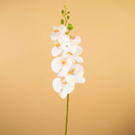 orchideecateogire
