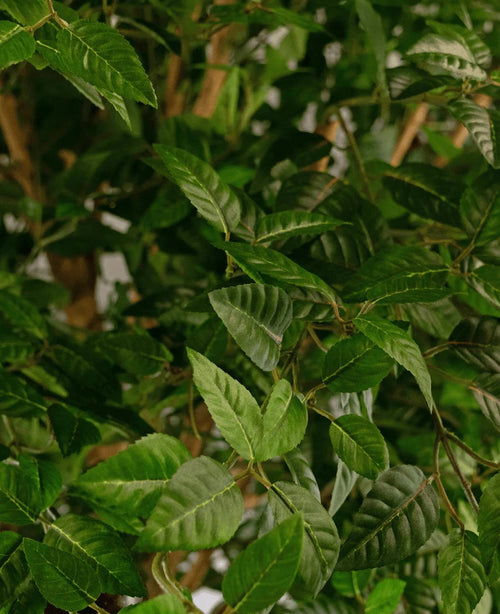 Gros plan de feuilles vertes luxuriantes sur le pommier artificiel de 240 cm, avec des nervures et des tiges visibles, créant un fond dense et naturel. La lumière met en valeur la texture et la couleur vibrante du feuillage, faisant de cet arbre artificiel un ajout frappant à n'importe quel espace.