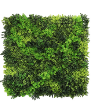 De Kunsthaag Fairyland Moss 100x100 cm UV is een vierkant paneel gevuld met weelderig, getextureerd mos in gevarieerde licht- en donkergroene tinten, waardoor een levendig, natuurlijk oppervlak ontstaat voor elke ruimte.