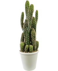 Cactus artificiel 62 cm