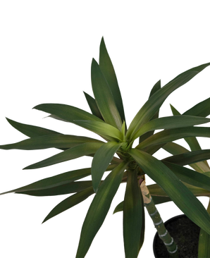 Plante artificielle Yucca gigantea 53 cm