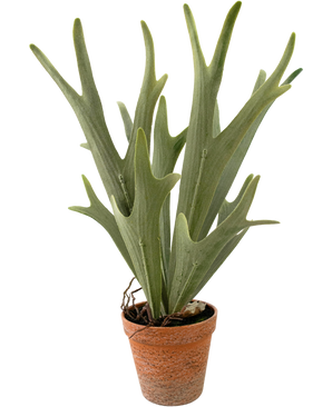 Plante artificielle Fougère Staghorn 43 cm
