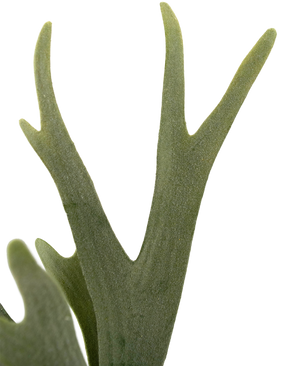 Plante artificielle Fougère Staghorn 43 cm