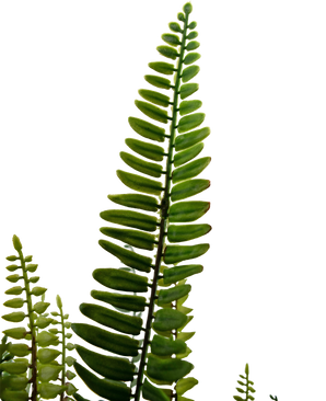 Plante artificielle Boston Fern 86 cm