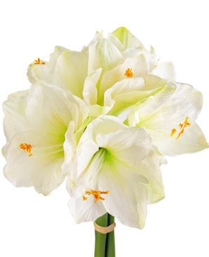 Fleur artificielle Amaryllis blanc 36 cm