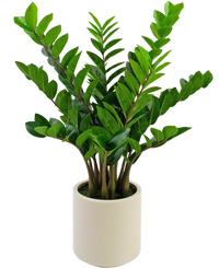 Plante artificielle Zamioculcas 80 cm prête à l'emploi dans pot beige