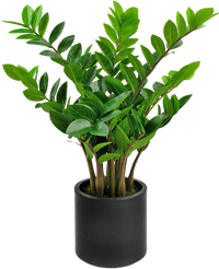 Plante artificielle Zamioculcas 80 cm prête à l'emploi dans pot noir