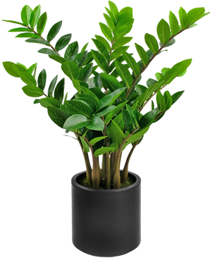 Plante artificielle Zamioculcas ready-made en pot noir 80 cm