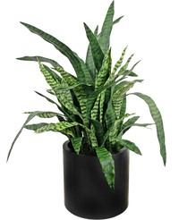 Sansevieria Zylanica artificiel 43 cm prête à l'emploi dans pot noir