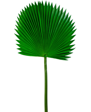 Feuille artificielle Washingtonia 105cm