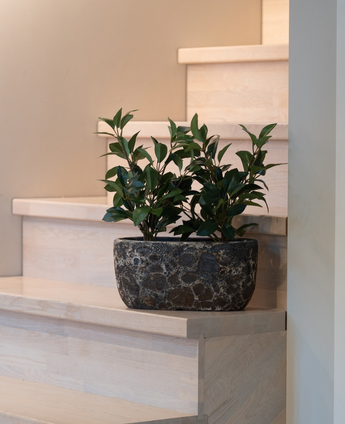 Le Laurier Artificiel en pot UV de 43 cm, avec ses feuilles vert foncé, se dresse sur un escalier en bois clair à côté d'un mur beige.