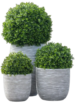 Plantes pour extérieur