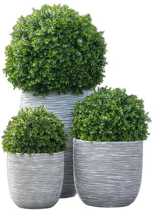 Plantes pour extérieur