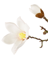 Branche de magnolia artificiel Real Touch blanc 98 cm