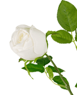Branche de rose artificielle Real Touch blanc 72 cm