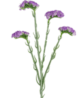 Branche de statice artificiel violet 64 cm