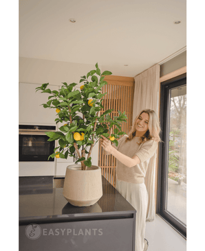 Citronnier artificiel 90 cm