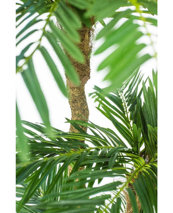 Cycas Palmier artificiel Classic 165 cm