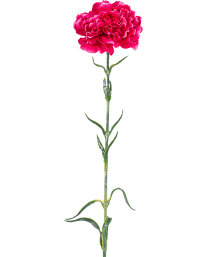 De Kunstbloem Anjer 69 cm hardroze heeft een enkele felroze anjer met ruches in de bloemblaadjes, een lange groene steel en slanke bladeren tegen een effen witte achtergrond.