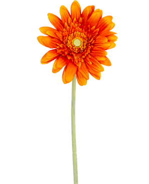 De Kunstbloem Gerbera 53 cm oranje heeft een levendige oranje gerbera met gelaagde bloemblaadjes en een geel hart, op een lange groene steel tegen een effen witte achtergrond.
