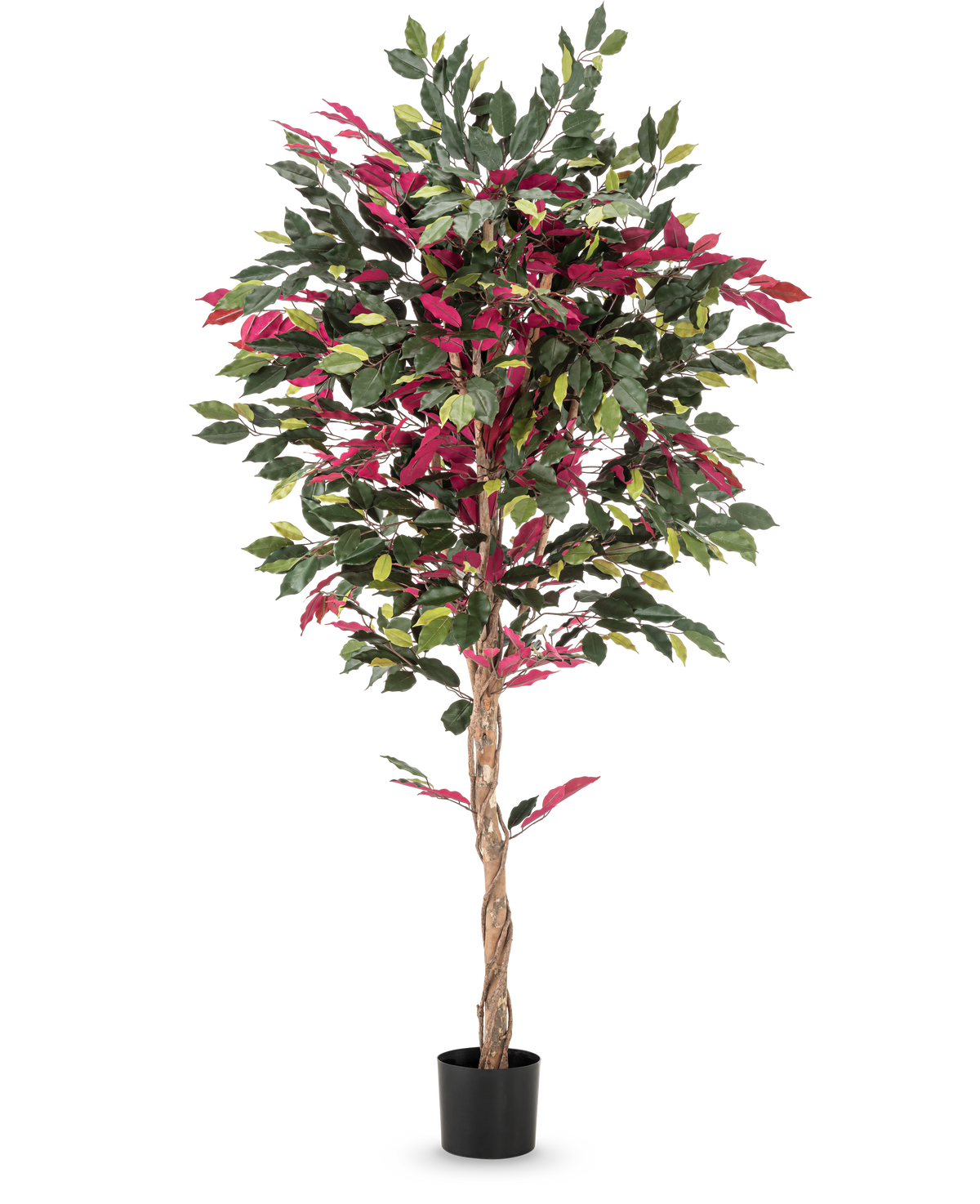 Une plante artificielle ignifuge Ficus vert/rouge mesurant 180 cm, avec un tronc torsadé et des feuilles vert-rouge dans un pot noir, se dresse sur un fond blanc lisse.
