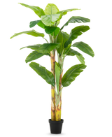 De Kunstplant Bananenboom 230 cm heeft hoge, stevige stelen met brede groene bladeren, in een eenvoudige zwarte pot tegen een witte achtergrond.