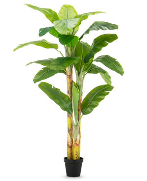 De Kunstplant Bananenboom 230 cm heeft hoge, stevige stelen met brede groene bladeren, in een eenvoudige zwarte pot tegen een witte achtergrond.