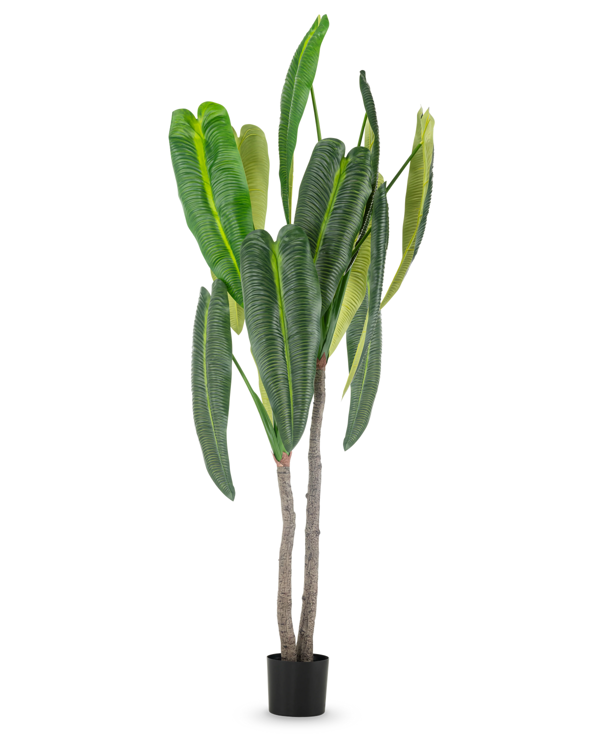 La plante artificielle Anthurium 210 cm a de hautes feuilles vertes luxuriantes et deux tiges brunes dans un petit pot noir, sur un fond blanc simple.