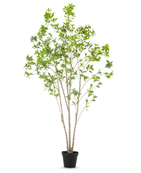 Plante artificielle Pieris Japonica 240 cm