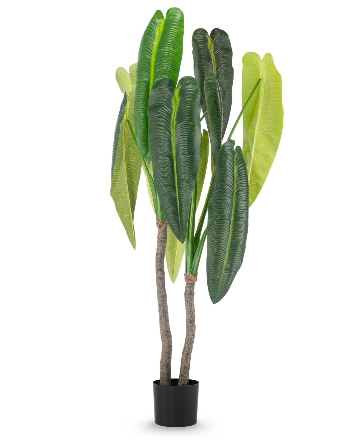 La plante artificielle Anthurium 180 cm possède deux tiges brunes et de grandes feuilles vertes allongées de différentes nuances, dans un petit pot noir sur fond blanc.