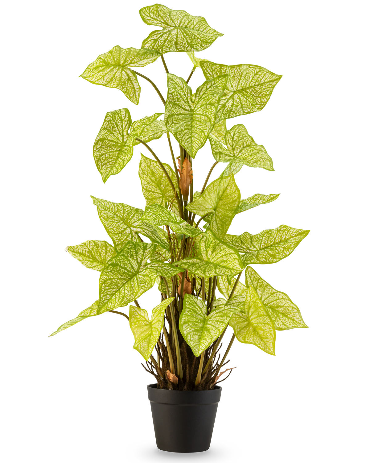 La plante artificielle Trapa Bispinosa 90 cm blanche est une plante artificielle en pot avec des feuilles vert clair vibrantes et des veines pâles frappantes, disposées dans un pot noir compact et représentée sur un fond blanc uni.
