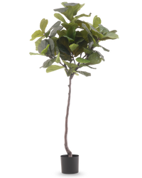 Ficus Tobacco Plant Deluxe 180 cm
