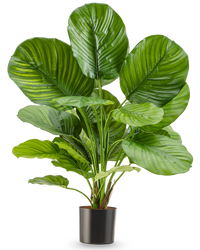 Plante artificielle Calathea 72 cm