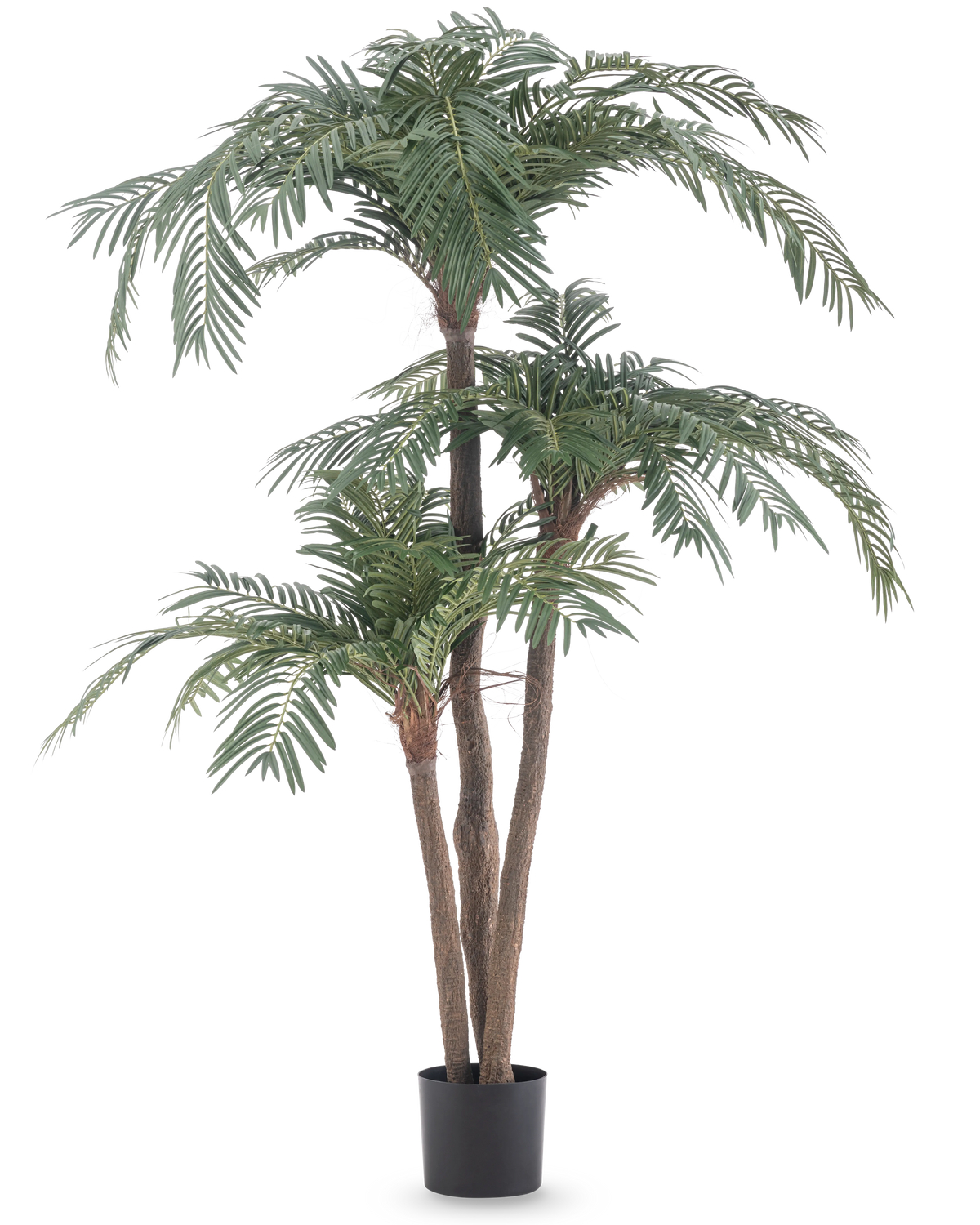Le palmier artificiel Cycas Classic 165 cm possède plusieurs troncs bruns et des feuilles vertes luxuriantes dans un simple pot noir, sur un fond blanc - un palmier réaliste qui apporte une élégance naturelle à n'importe quelle pièce.