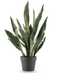 Plante artificielle Sansevieria Zeylanica 71 cm