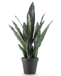 Plante artificielle Sansevieria Zeylanica 44 cm
