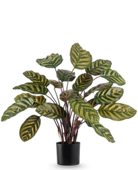 Plante artificielle Calathea Makoyana 60 cm rouge