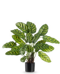 Plante artificielle Calathea Makoyana 60 cm