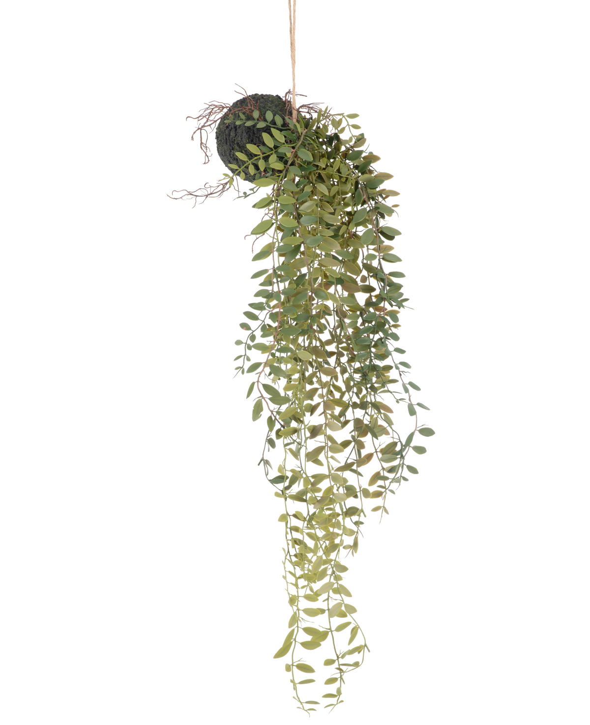 La plante artificielle suspendue Pumila boule 30 cm possède de longues vrilles vertes sinueuses avec de petites feuilles émergeant d'une boule recouverte de mousse, suspendues avec une corde sur un fond blanc.