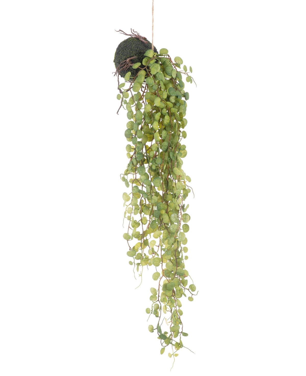 La plante succulente artificielle suspendue sur boule de 78 cm a des feuilles rondes vertes émergeant d'une petite jardinière sphérique recouverte de mousse, parfaite comme accent décoratif sur un fond blanc uni.