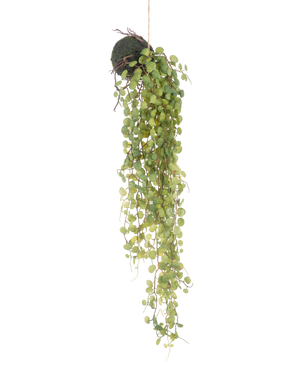 De Kunst hangplant Vetplant op bol 78 cm heeft groene ronde bladeren die uit een kleine, bolvormige met mos bedekte plantenbak komen, perfect als decoratief accent tegen een effen witte achtergrond.