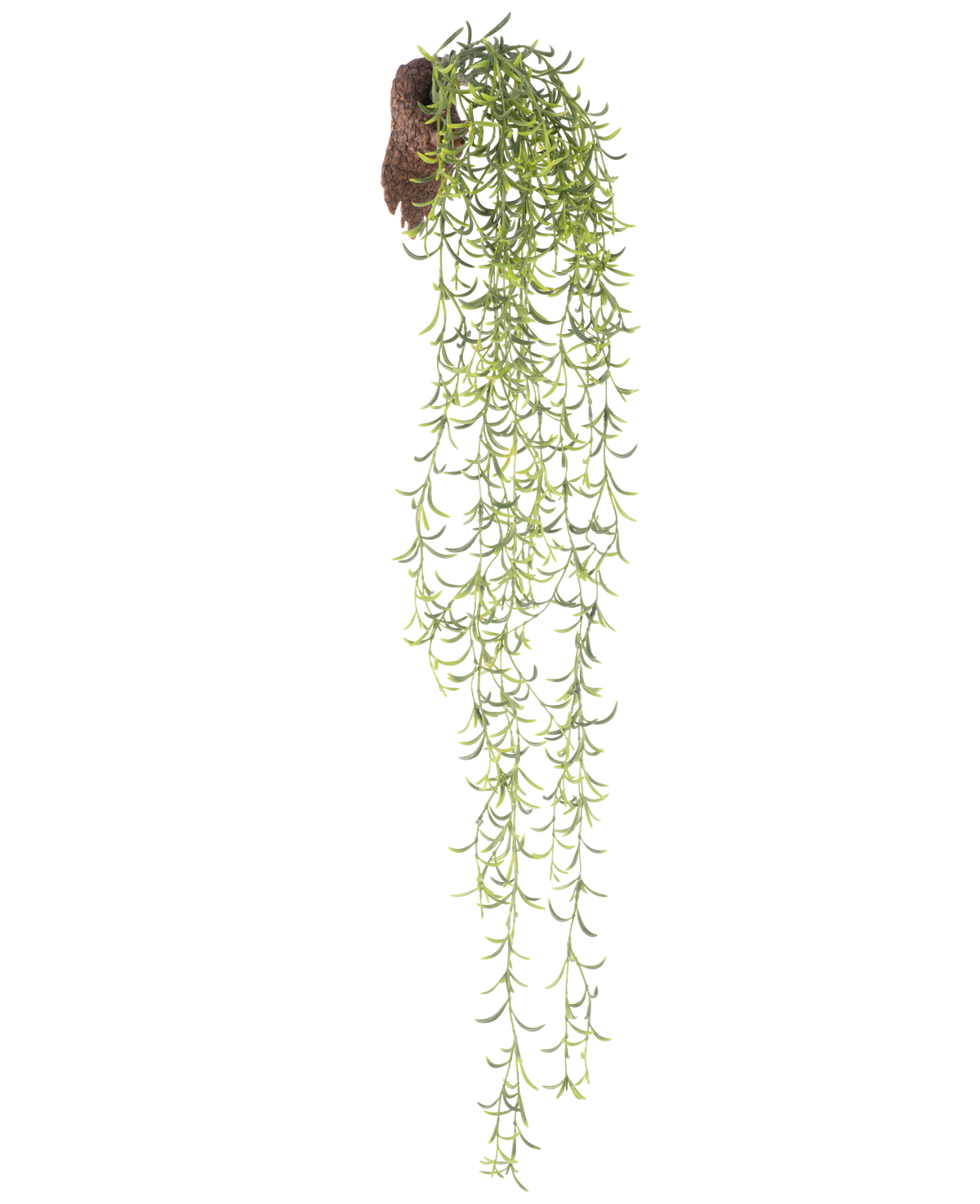 La plante artificielle suspendue Senecio 86 cm possède de longues tiges succulentes vertes avec de petites feuilles étroites qui émergent d'une motte brune, sur un fond blanc.