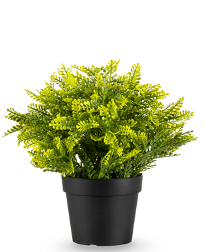 De Kunstplant Varen in pot UV 22 cm is een kleine kunstvaren met dichte groene bladeren in een eenvoudige zwarte pot, tegen een effen witte achtergrond.